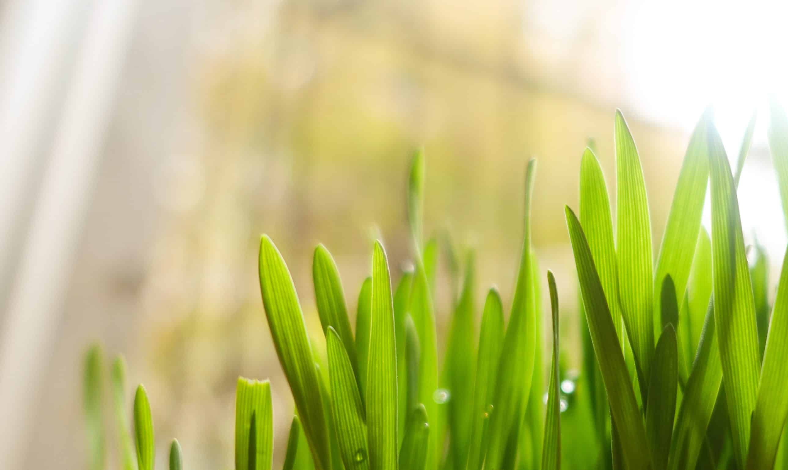 Krupni plan svježe zelene trave obasjane sunčevom svjetlošću s kapljicama rose na zamućenoj pozadini.