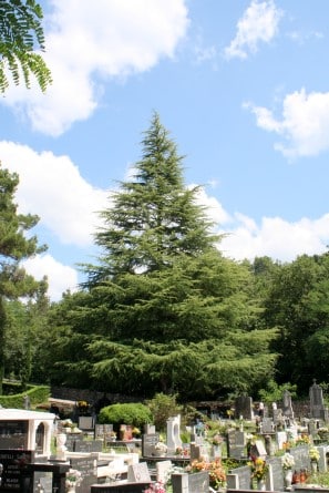 Visoki himalajski cedar iznad nadgrobnih spomenika na groblju pod plavim nebom.