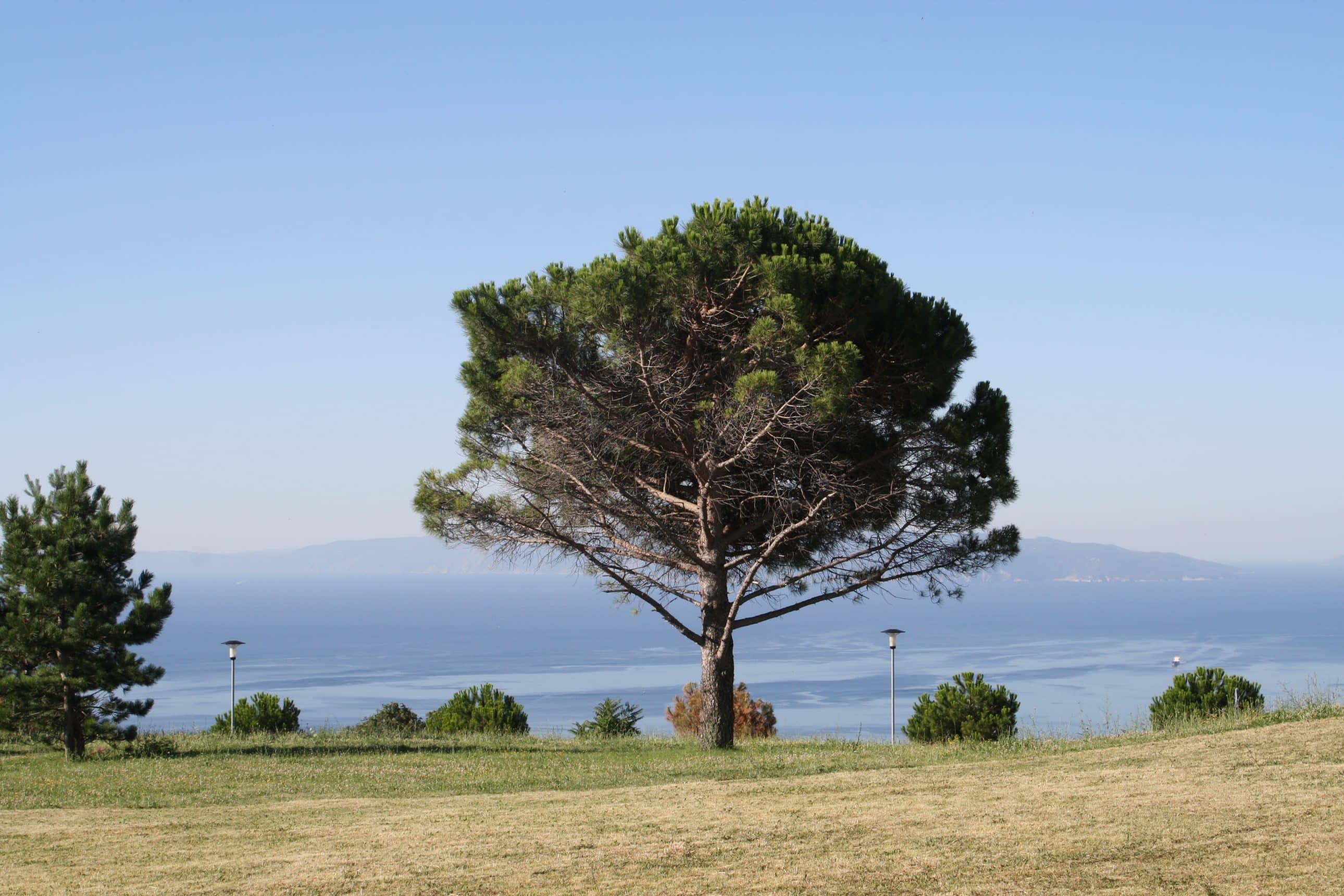 Razgranati bor na travnatoj padini s panoramskim pogledom na more i Kvarnerski zaljev pod vedrim nebom.